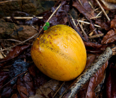 The edible Egg Fruit. Pouteria   IMG_2160.jpg