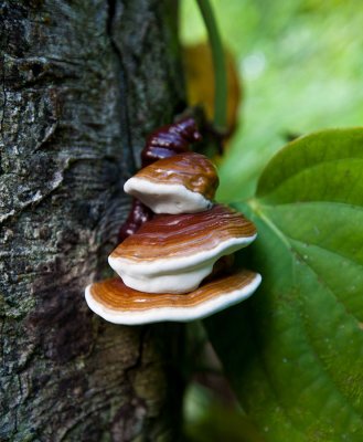 2. Reishi after 2 weeks. IMG_1992.jpg