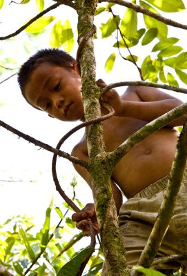 Climbing up into an egg fruit tree being strangled by a vine. IMG_3277.jpg