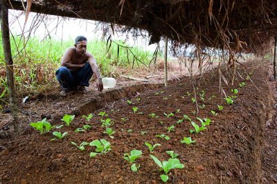 A covered area for growing Chinese cabbage. IMG_4981.jpg