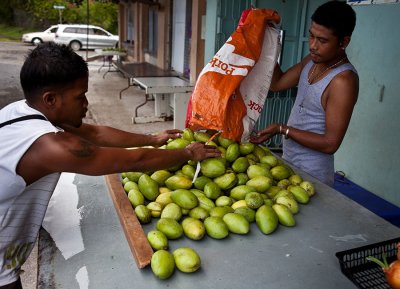 Mangos.IMG_5273.jpg