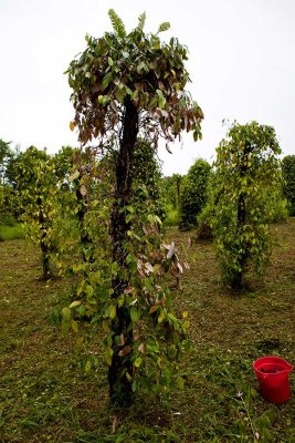 Diseased black pepper plant. March, 2011 IMG_3675.jpg