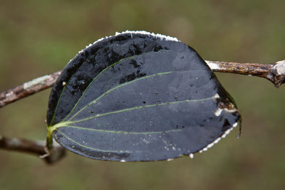 Diseased black pepper plant leaf. March, 2011 IMG_3677.jpg