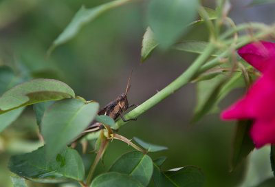Grasshoppers on Pohnpei. IMG_6161.jpg
