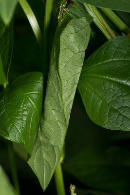 A leaf is curled as cover. IMG_6368.jpg