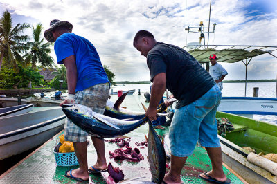 Bringing in the yellowfin tuna. L1013515.jpg