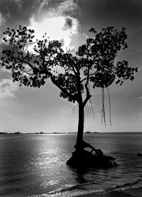 Mangrove on Misko Beach. L1015011.jpg