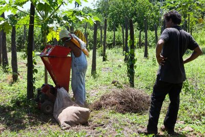 Dry litter on Sei's Pepper Farm. Gallery of Images.