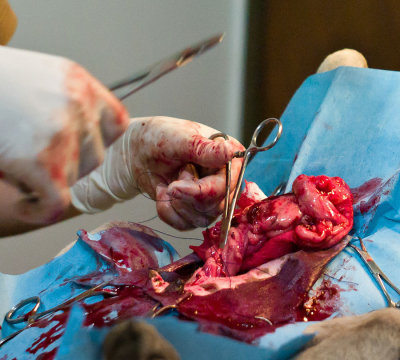 Suturing resected tissue. L1016283.jpg
