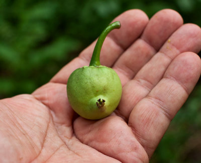 Garcinia xanthochymus (false mangosteen) IMG_8253.jpg