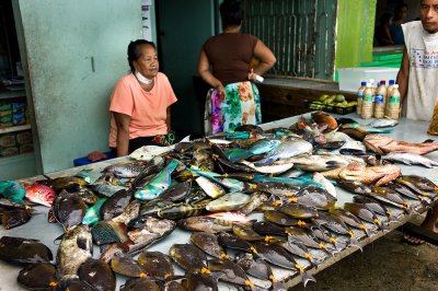 Fresh caught reef fish. L1019303.jpg