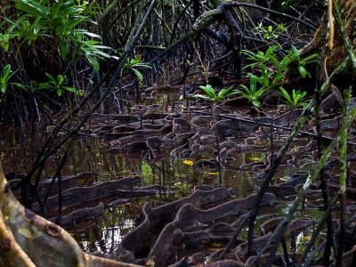 Mangrove roots, Sokehs Island. L1017722.jpg