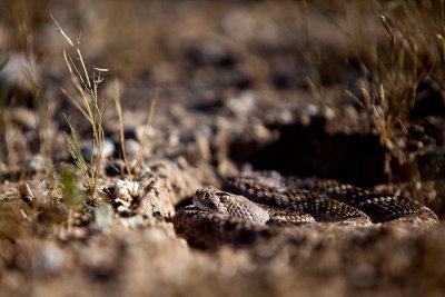 Western diamondback rattlesnake. Waiting for prey.  IMG_9712.jpg