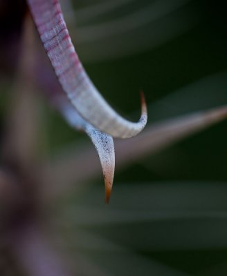 Cactus spines. Canon 5DII, 100L macro. IMG_9788.jpg