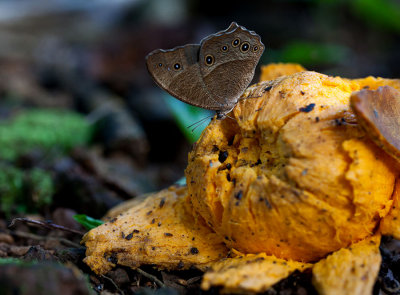 Butterfly on an eggfruit. IMG_9037.jpg