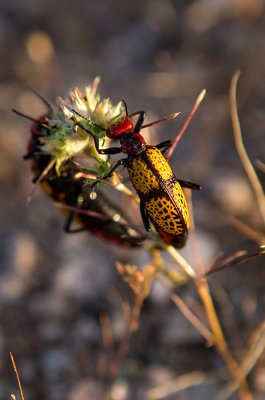 Iron Cross blister beetle feeding on a flower. IMG_7511.jpg