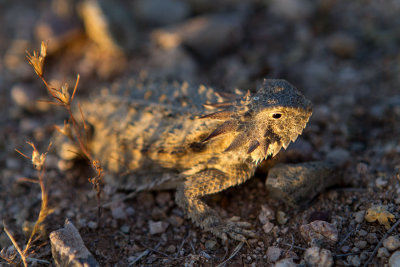 Regal horned lizard. IMG_7532.jpg