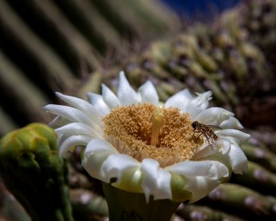 Saguaro Cactus bloom. Tortolita Mountains. IMG_1297.jpg