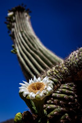 Saguaro Cactus bloom. Tortolita Mountains, Tucson, AZ. IMG_1319.jpg