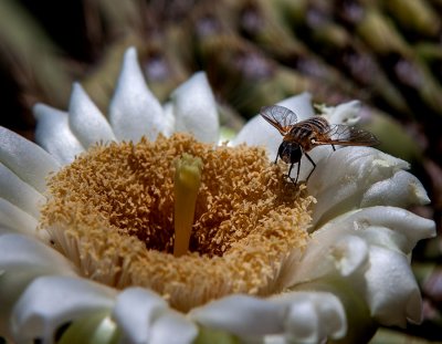 Saguaro cactus flower and hover fly. IMG_1286.jpg