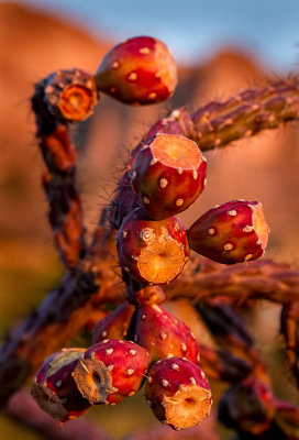 Cactus fruit maturing. IMG_7691.jpg