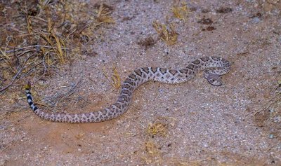 Western Diamondback rattlesnake. Crotalus atrox. IMG_7785.jpg