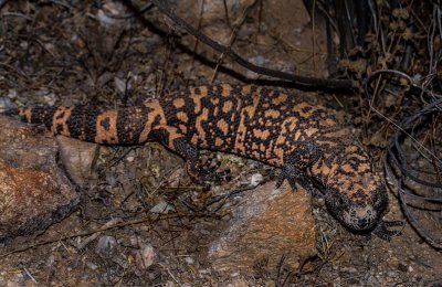 This is the 3rd Gila Monster (Heloderma suspectum) I have seen this year. IMG_7810.jpg