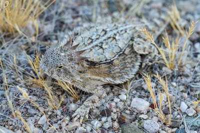 Regal Horned Lizard.  6 inches long! IMG_7885.jpg