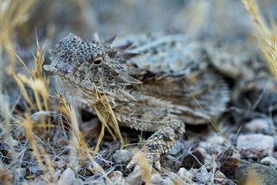 Regal Horned Lizard. IMG_7888.jpg