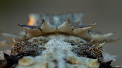Regal Horned Lizard. IMG_7895.jpg