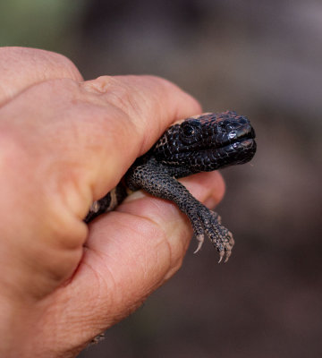 Baby Gila Monster (Heloderma suspectum). IMG_8396.jpg