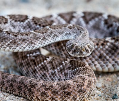 Western Diamondback Rattlesnake. Crotalus atrox IMG_8709.jpg