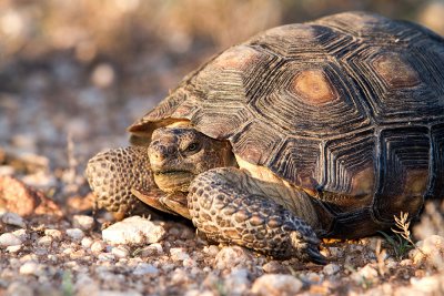 Desert Tortoise emerging after the monsoons. IMG_8758.jpg