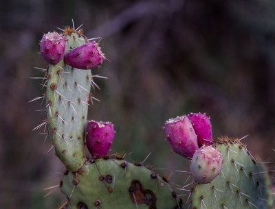 Cactus fruit. IMG_8783.jpg