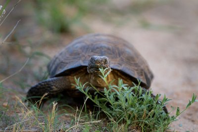 Desert Tortoise disturbed while eating. IMG_8918.jpg