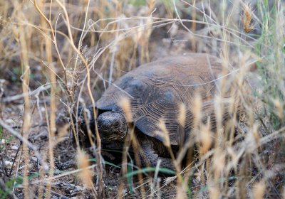 Desert tortoise. IMG_8926.jpg