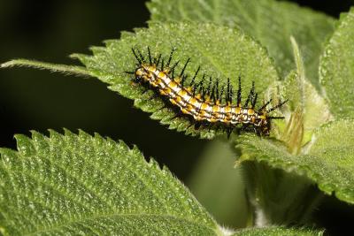 Spiny caterpillar. Jishou City area, Wuling Mts., Hunan Province, China