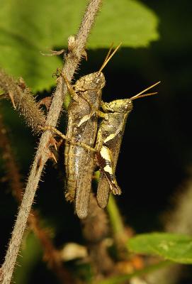 More grasshoppers. Wuling Mts., Hunan Province, China