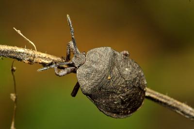 Hemiptera, true bug. Wuling Mts. Hunan Province, China