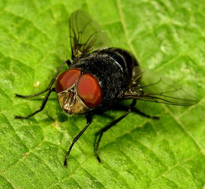 Fly eyes. Order: Diptera. Wuling Mts. Hunan Province, China