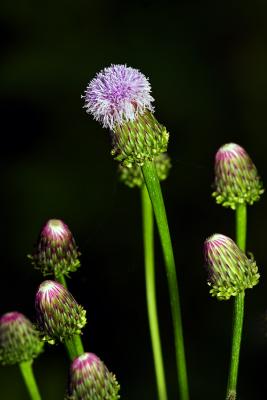 Natures fireworks.