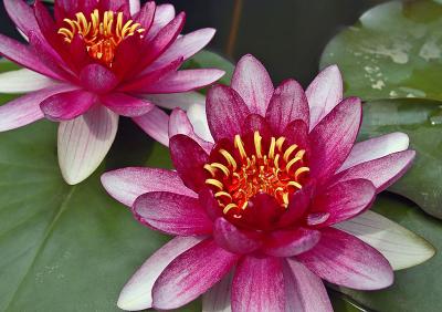 Water Lily,  Family: Nymphaceae