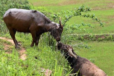 Two water buffalo meeting.