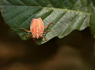 3. Pink Hemiptera on a leaf.