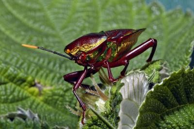 2. Colorful Hemiptera.