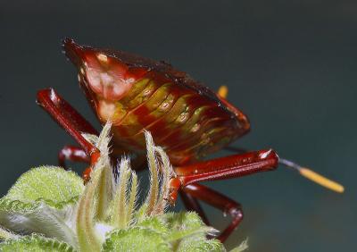 3. Rear view of colorful Hemiptera.