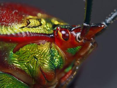 5. Colorful Hemiptera. Jishou Area, Hunan, China
