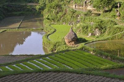 Rice paddies.