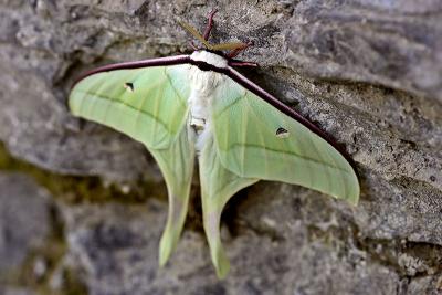 Luna moth, Lepidoptera.