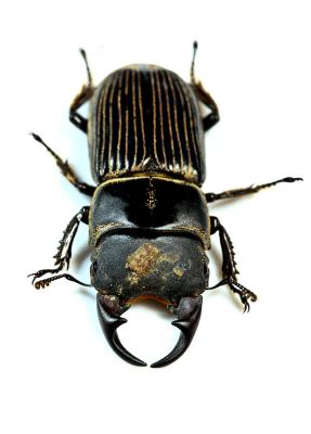 2. Coleoptera.